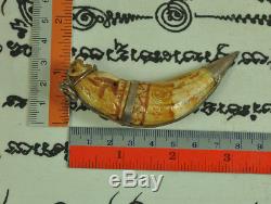 Rare Carved Tiger Takrut Talisman LP Nok Thai buddha Amulet mystic Tooth canines