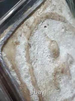 Thai Amulet Buddha Phra Somdej Wat Rakhang Phim Yai L. P. Toh Lucky Talisman Old