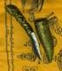 Thai Amulet Meed Mor Talisman Dagger Knife Sword Shaman Buddha Leklai Ganesha